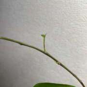 ヒメ日記 2026/07/02 13:45 投稿 葉瀬 ふたば Men's relaxation VEGA
