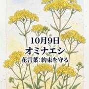 ヒメ日記 2026/10/09 08:27 投稿 白河かなえ 東京不倫 渋谷店