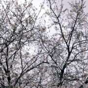 ヒメ日記 2025/04/01 15:17 投稿 あずさ 胡蝶蘭