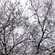 ヒメ日記 2025/04/01 15:21 投稿 あずさ 胡蝶蘭