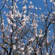 ヒメ日記 2026/03/14 14:22 投稿 あずさ 胡蝶蘭