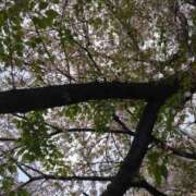 ヒメ日記 2026/04/11 08:35 投稿 あずさ 胡蝶蘭