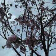 ヒメ日記 2026/04/23 18:32 投稿 あずさ 胡蝶蘭