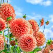 ヒメ日記 2026/09/22 14:39 投稿 高垣レイコ 彩タマンサ（埼玉ハレ系）