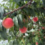 ヒメ日記 2026/07/20 07:44 投稿 Yumeno THE RICH