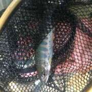 ヒメ日記 2026/07/14 15:22 投稿 朱凛/あかり　centu STYLISH BACH