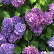 ヒメ日記 2026/07/06 12:07 投稿 芹沢 すず 大奥 難波店