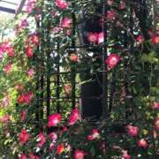 ヒメ日記 2026/08/05 09:53 投稿 芹沢 すず 大奥 難波店