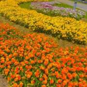 ヒメ日記 2026/09/12 08:45 投稿 芹沢 すず 大奥 難波店
