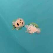ヒメ日記 2026/06/22 23:42 投稿 なの ドリーム水戸