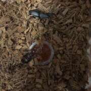 ヒメ日記 2026/08/01 21:47 投稿 本田 熟女待機所 厚木店