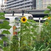 ヒメ日記 2026/07/01 10:07 投稿 ほのか 丸妻 新横浜店