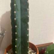 代木（しろき） サボテン🌵 鶯谷デッドボール