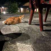 ヒメ日記 2026/09/27 16:41 投稿 迷い猫 モカ ハレ系 メイドin福岡