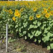 ヒメ日記 2026/08/17 09:30 投稿 天羽 錦糸町おかあさん
