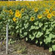 ヒメ日記 2026/08/14 14:27 投稿 天羽 松戸おかあさん