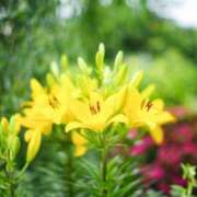 ヒメ日記 2026/06/26 23:10 投稿 聖花【せいか】 人妻日和(久喜)
