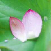 ヒメ日記 2026/06/28 15:11 投稿 聖花【せいか】 人妻日和(久喜)