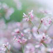 ヒメ日記 2026/07/02 09:21 投稿 聖花【せいか】 人妻日和(久喜)