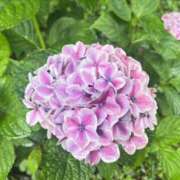 ヒメ日記 2026/07/04 06:42 投稿 聖花【せいか】 人妻日和(久喜)