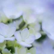 ヒメ日記 2026/07/04 06:51 投稿 聖花【せいか】 人妻日和(久喜)