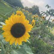 ヒメ日記 2026/07/06 09:02 投稿 聖花【せいか】 人妻日和(久喜)