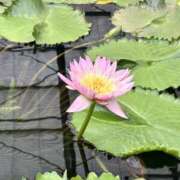ヒメ日記 2026/07/02 11:50 投稿 初音ゆき ハイタイド