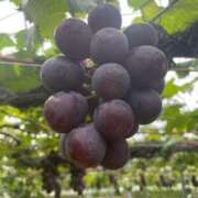 宮本 ぶどうの誘惑に負けちゃう🍇💕 ANECOTE