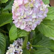 ヒメ日記 2026/06/30 14:46 投稿 桜井ふみえ 洗体アカスリとHなスパのお店（埼玉ハレ系）