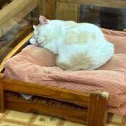 ヒメ日記 2026/09/20 21:46 投稿 桜井ふみえ 洗体アカスリとHなスパのお店（埼玉ハレ系）