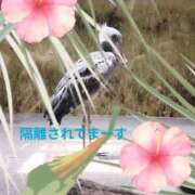 ヒメ日記 2026/08/20 13:03 投稿 野田 つばさ ほっこりーヌ谷九店