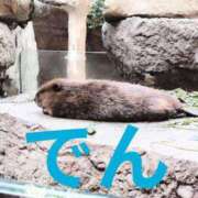 ヒメ日記 2026/09/13 11:38 投稿 野田 つばさ ほっこりーヌ谷九店