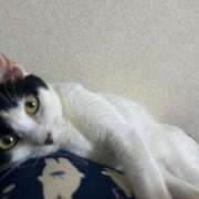 ヒメ日記 2026/08/19 13:24 投稿 ねこ スイカ