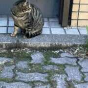 ヒメ日記 2026/10/04 08:21 投稿 こはね 桜色学園