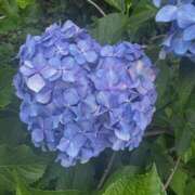 ヒメ日記 2026/06/26 23:01 投稿 三田よしみ MADAM