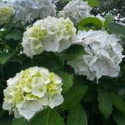 ヒメ日記 2026/06/29 17:16 投稿 三田よしみ MADAM