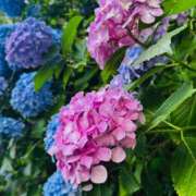 ヒメ日記 2026/06/29 21:16 投稿 三田よしみ MADAM