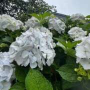 ヒメ日記 2026/07/03 06:01 投稿 三田よしみ MADAM