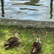 ヒメ日記 2026/07/09 05:31 投稿 三田よしみ MADAM