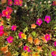ヒメ日記 2026/08/11 07:46 投稿 三田よしみ MADAM