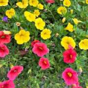 ヒメ日記 2026/08/12 07:31 投稿 三田よしみ MADAM