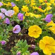 ヒメ日記 2026/08/13 07:46 投稿 三田よしみ MADAM
