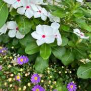 ヒメ日記 2026/08/14 08:31 投稿 三田よしみ MADAM