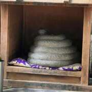 ヒメ日記 2026/07/04 22:12 投稿 りお ぐっすり山田　名古屋店