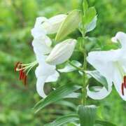 ヒメ日記 2026/07/01 10:14 投稿 水瀬 菘 30代40代50代と遊ぶなら博多人妻専科24時