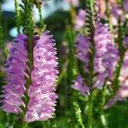 水瀬 菘 7/14 の お花 ❁⃘*.ﾟ 30代40代50代と遊ぶなら博多人妻専科24時