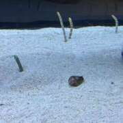 ヒメ日記 2026/06/28 23:49 投稿 しずく エンジェルハンズ