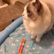 ななみ 🐈 制服これくしょん