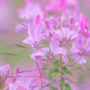 ヒメ日記 2026/09/23 22:33 投稿 ちはる マダム可憐