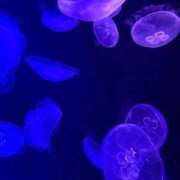 ヒメ日記 2026/08/19 23:58 投稿 りん a Relax -大人のリラクゼーションスパ-remember